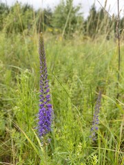 Flowers of fields and meadows