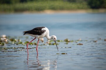 Graceful long-legged bird Himantopus himantopus foraging in shallow lake waters