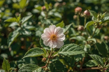 Fototapeta premium Flower of a wild berry shrub in a backyard