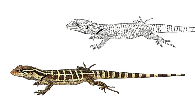 Fully Colored Amazon Whiptail Lizard and Outline Copy Coloring Page for Creative Artists