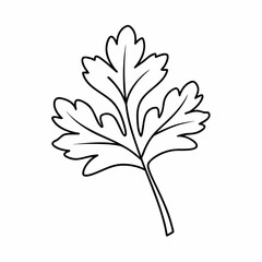 Parsley Leaf Vector Outline