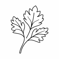 Parsley Leaf Vector Outline