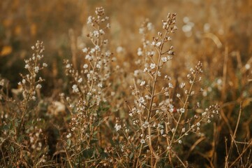 Fototapeta premium Wild growth of Bacopa plants observed