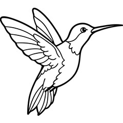 Xantus Hummingbird Fine Line Drawing Design