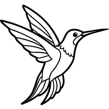 Xantus Hummingbird Fine Line Drawing Design
