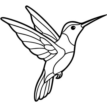 Xantus Hummingbird Fine Line Drawing Design