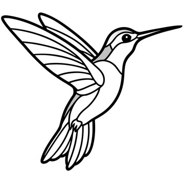 Xantus Hummingbird Fine Line Drawing Design