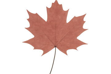 Obraz premium Red maple leaf falling on transparent background representing autumn