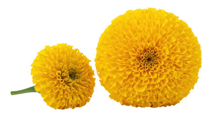 Isolated Marigold Flowers
