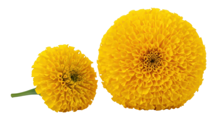 Isolated Marigold Flowers