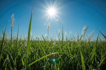 Obraz premium Scenic view of vibrant green meadow under a bright sunny sky