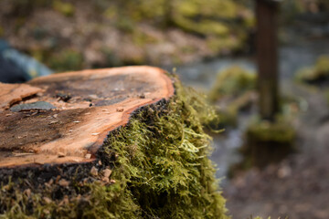 Moss