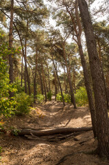 Fallen tree trunk blocking sandy path in pine forest