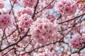 Obraz premium Beautiful pink cherry blossoms on a bright summer day