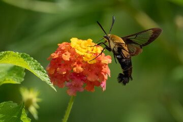 A hummingbird moth feeding on an orange and yellow lantana flower
