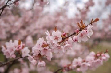 Obraz premium Cherry Blossom Tree Limb