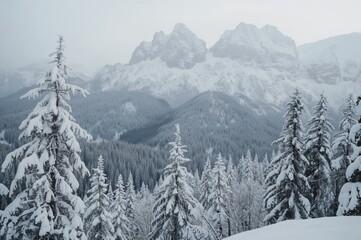 Obraz premium Snow-covered tree limbs in a chilly mountainous forest