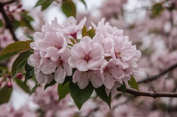 Flowers of the Briar plant