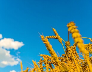 Golden wheat field against a vibrant blue sky