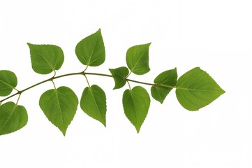 Fototapeta premium Green leafy branch of Common ivy (Hedera helix) set against a white backdrop