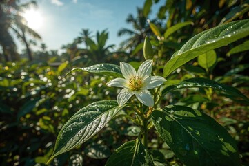 Obraz premium Flower of cardamom on a spice plantation