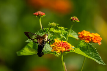 A hummingbird moth feeding on an orange and yellow lantana flower
