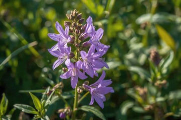 Wild Campanula Patula Blooming in Summer, Family Campanulaceae