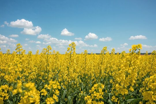 Background of bright yellow oilseed flowers