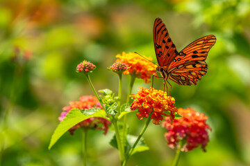 A Gulf Fritillary butterfly feeding on an orange and yellow lantana flower