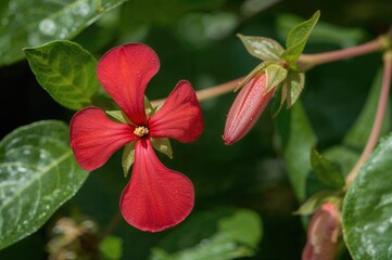 Obraz premium Close-up of Impatiens Psittacina showcasing its unique parrot-shaped flower