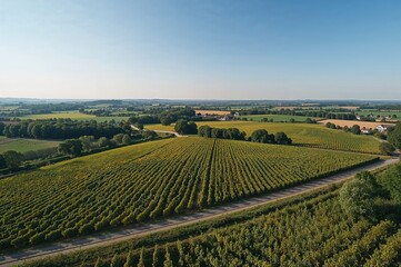 Fototapeta premium Summer aerial perspective of countryside vineyards