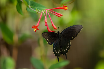 A pipevine butterfly feeding on a pink flower