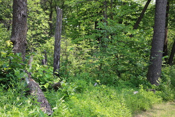 Obraz premium dense rich green boreal forest in bright sunshine (close-up, summer, sunny)