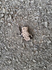 Close-up of a decomposed bat carcass on asphalt ground, showing bones and decayed body, representing death, decay, and the natural life cycle.