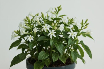 Compact Runner Bean Hestia Blooms Suitable for Container Gardening