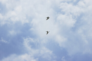 black-headed gulls in the sky with white and gray clouds and light blue patches, two black-headed gulls in flight against a cloudy sky, partly cloudy sky, Chroicocephalus ridibundus