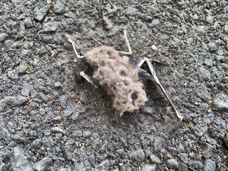 Close-up of a decomposed bat carcass on asphalt ground, showing bones and decayed body, representing death, decay, and the natural life cycle.