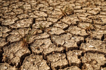 Fototapeta premium Agricultural challenges caused by dry, cracked soil and intense heat