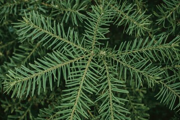 Fototapeta premium Metasequoia glyptostroboides, a deciduous conifer from Cupressaceae, known as a 'living fossil', commonly planted in parks and along roads for its attractive form.