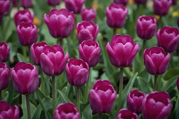 Fototapeta premium Miniature purple tulip bulb