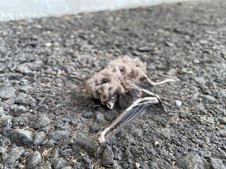 Close-up of a decomposed bat carcass on asphalt ground, showing bones and decayed body, representing death, decay, and the natural life cycle.
