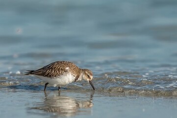 Obraz premium Small plump shorebird with a curved bill searching for food along the coastal shore