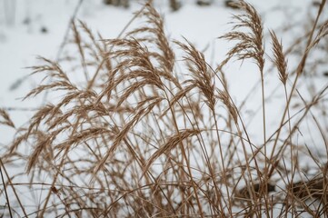 Obraz premium Close-up of brown dry grass against a snowy backdrop, showcasing natural plant details