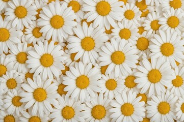Close-up view of fresh chamomile blossoms with a dry texture background