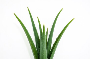 Cluster of aloe vera leaves on a plain white backdrop