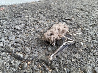 Close-up of a decomposed bat carcass on asphalt ground, showing bones and decayed body, representing death, decay, and the natural life cycle.