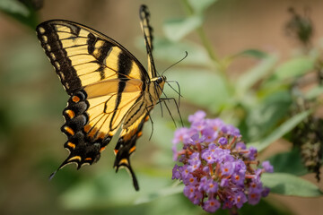 A male Eastern Tiger Swallowtail butterfly feeding on a flower