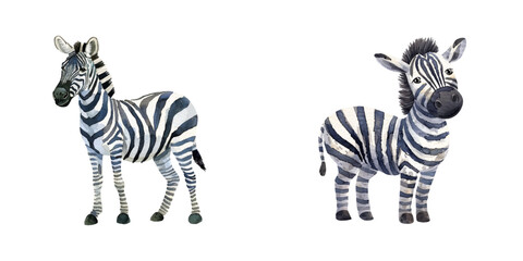 zebra watercolor vector illustration © Dar