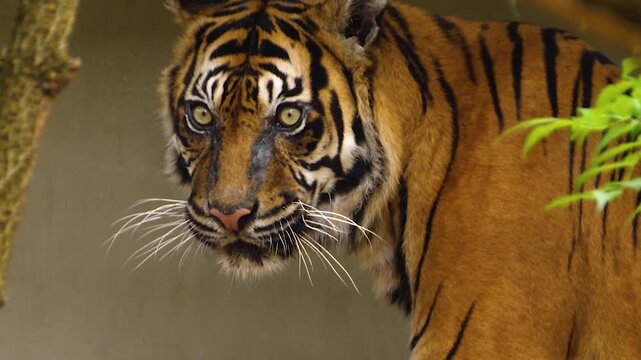Close up of a tiger head licking his face and looking around on a suny day
