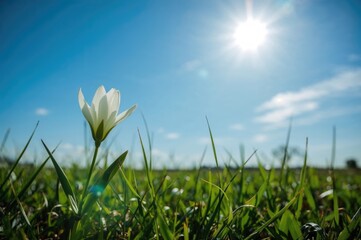 Obraz premium Floral bloom against a bright sky in a summer landscape